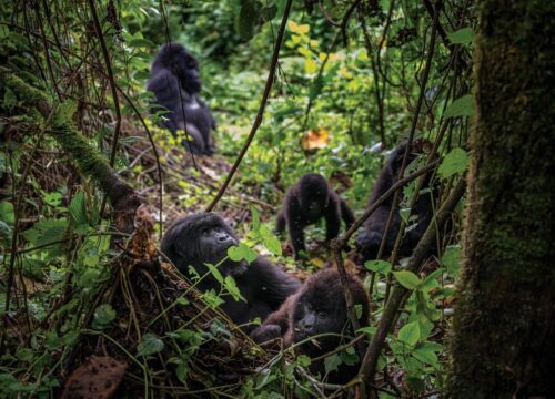 4-Day Gorilla Tracking & Wildlife Adventure in Uganda