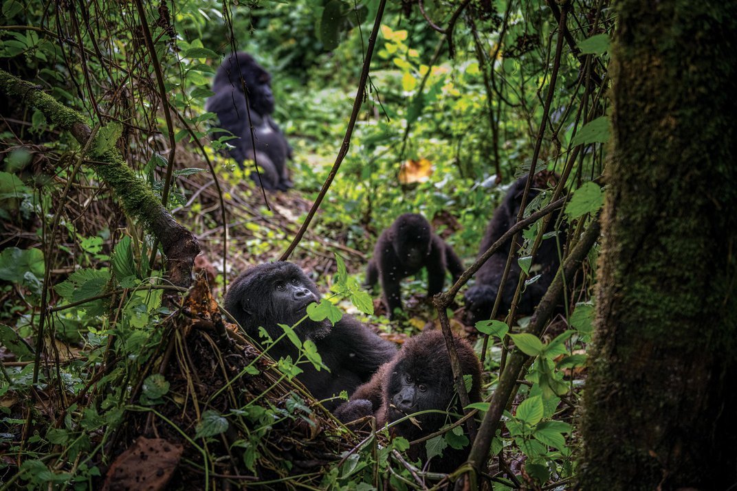 4-Day Gorilla Tracking & Wildlife Adventure in Uganda